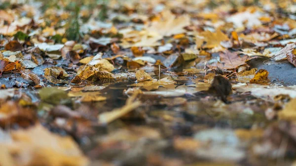 Multicolored wet leaves after a rain. Autumn milking. In the puddle the foliage is wet. Beautiful background of leaves on the ground. Brown orange foliage. — Stock Photo, Image