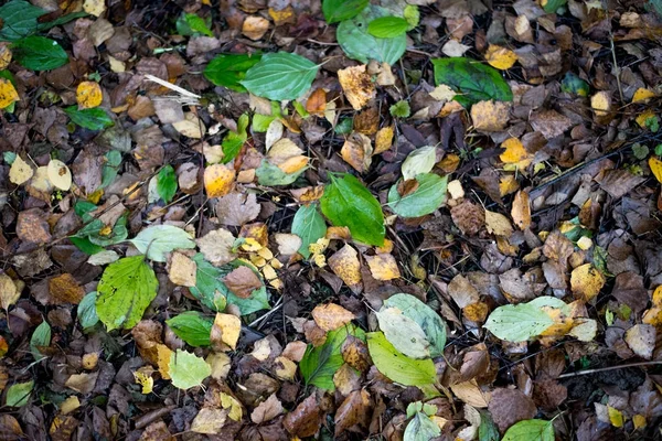 Le foglie bagnate nel parco dopo la pioggia sono di colore marrone verde. Giorno di autunno nella città su terra . — Foto Stock