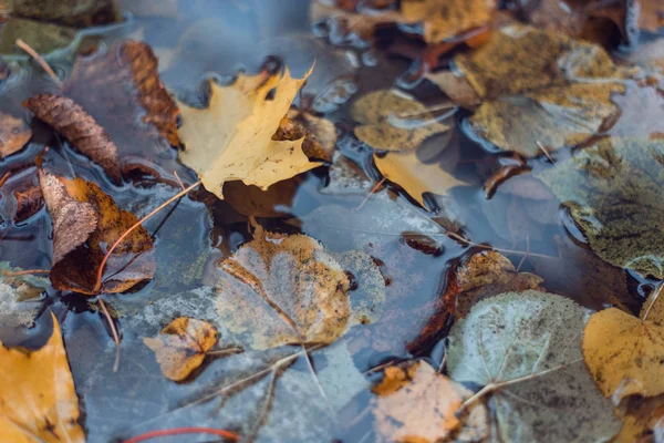 Hojas húmedas multicolores después de una lluvia. Ordeño de otoño. En el charco el follaje está húmedo. Hermoso fondo de hojas en el suelo. Follaje naranja marrón . — Foto de Stock