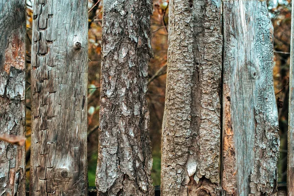 Figura insecto escarabajo corteza. Tableros viejos. Fondo de madera. Una cerca en una naturaleza de día de otoño. Viejos tablones de madera . —  Fotos de Stock