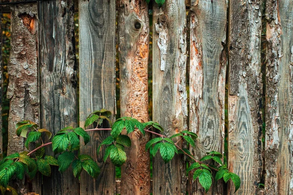 Recinzione in legno. Vecchie tavole grigie. Sfondo in legno. Una recinzione una giornata autunnale nella natura. Vecchie assi di legno. Con foglie di cespugli arancione verde . — Foto Stock