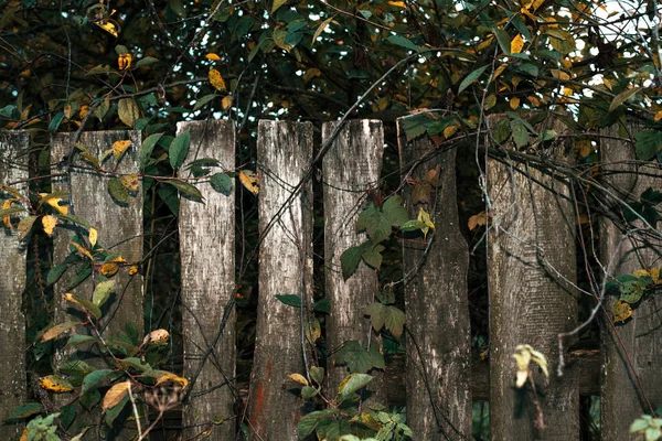 Houten hek. Oude grijze planken. Houten achtergrond. Een hek op een herfstdag in de natuur. Oude houten planken. Met blaadjes van de struiken groen oranje. — Stockfoto