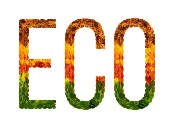 Wort eco geschrieben mit Blättern weißen isolierten Hintergrund, Banner zum Drucken, kreative Illustration von farbigen Blättern. — Stockfoto