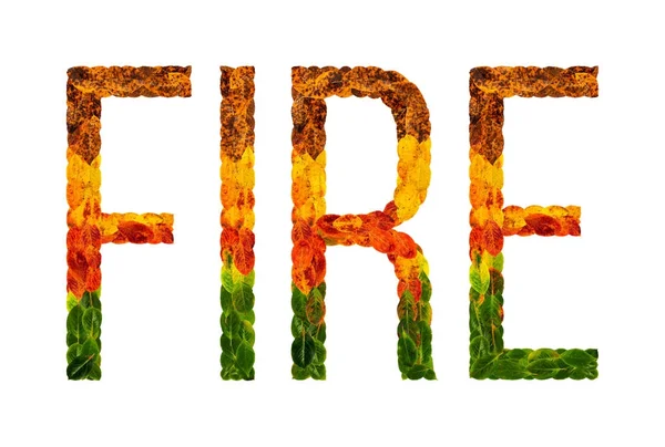 書かれた単語の火災葉分離白地、葉の色の印刷、創造的な図のためのバナー. — ストック写真