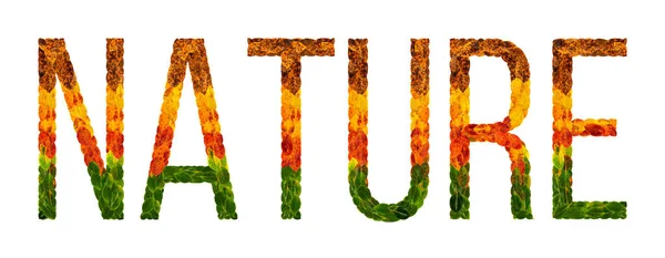 Wort Natur geschrieben mit Blättern weißen isolierten Hintergrund, Banner zum Drucken, kreative Illustration von farbigen Blättern. — Stockfoto
