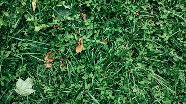 Feuilles jaunes sur l'herbe en automne, herbe printanière sur le champ, vue du haut, feuilles tombées éparpillées, arrière-plan automnal sur la nature . — Photo