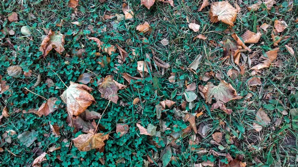 Feuilles jaunes sur l'herbe en automne, herbe printanière sur le champ, vue du haut, feuilles tombées éparpillées, arrière-plan automnal sur la nature . — Photo