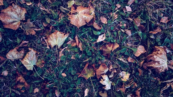 Foglie gialle sull'erba in autunno, erba primaverile sul campo, vista dall'alto, foglie cadute sparse, sfondo autunnale in natura . — Foto Stock