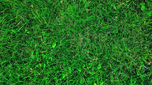 Folhas amarelas na grama no outono, grama primavera no campo, vista do topo, folhas caídas espalhadas, fundo de outono na natureza . — Fotografia de Stock