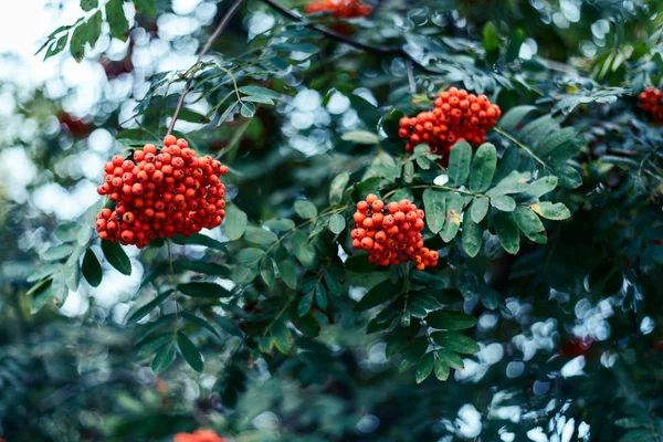 Dağ kül, olgun çilek büyümek ağaç, sonbahar kırmızı meyveler, yakın çekim, vintage tarzı bir parkta. — Stok fotoğraf