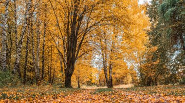 Sonbahar orman. Güzel arka plan, parlak yaprakları parkta. Güneşli bir öğleden sonra ormanda yol. Yağmurdan sonra yeşil ve turuncu doğa arka plan. Yolun yeşil çimen yaprakları ile mayınları.