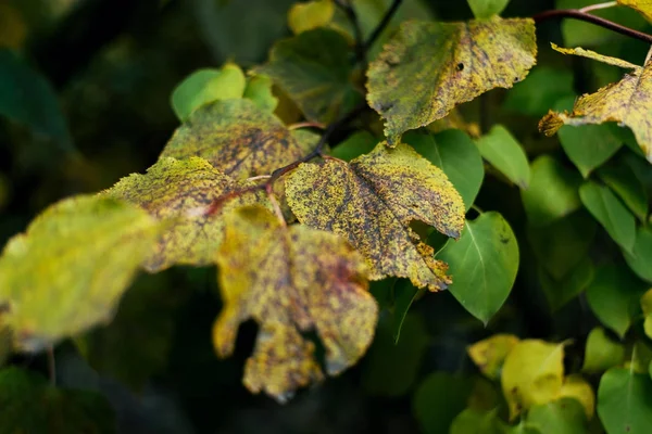Natureza de arbusto de outono, folhagem verde amarela, no verão no parque, na beira da estrada . — Fotografia de Stock