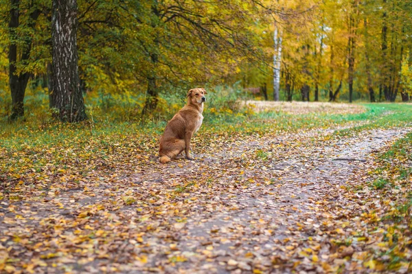 Kutya ül a park az úton. Őszi levelek, a fák. A tulajdonos, sétálni egy odaadó kutya vár. — Stock Fotó