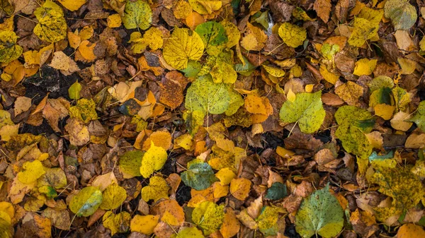 Hojas de color amarillo brillante en un parque en el suelo. Día de otoño en la ciudad. Naturaleza al aire libre . — Foto de Stock