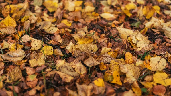 Hermoso fondo de otoño. Las hojas son amarillas viejas en la tierra en el día de otoño. . — Foto de Stock