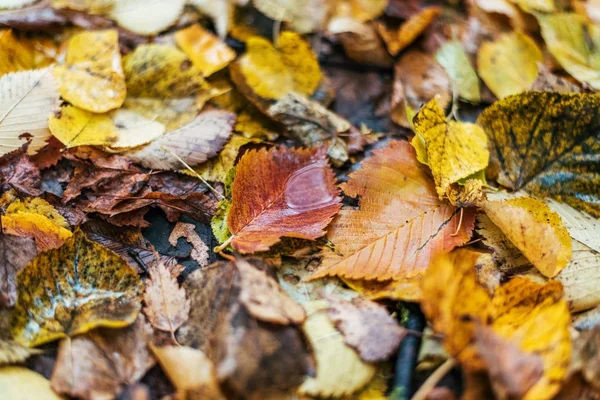 Hojas húmedas multicolores después de una lluvia. Ordeño de otoño. Gotas de agua en las hojas. Hermoso fondo de hojas en el suelo . — Foto de Stock