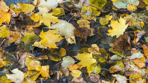 Hojas húmedas multicolores después de una lluvia. Ordeño de otoño. En el follaje del charco es húmedo. Hermoso fondo de hojas en el suelo. Follaje naranja marrón . — Foto de Stock
