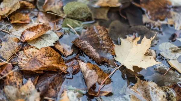 Çok renkli ıslak bir yağmur sonra bırakır. Suda doğa. Gölde yaprakların ıslak. Yaprakları yere güzel arka plan. Kahverengi turuncu yeşillik.