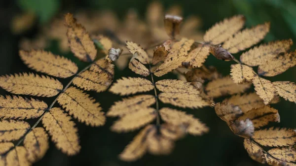 Doğa şehirde sonbahar yaprakları. Sarı yapraklar parkta. Güzel yeşillik Close-up. — Stok fotoğraf