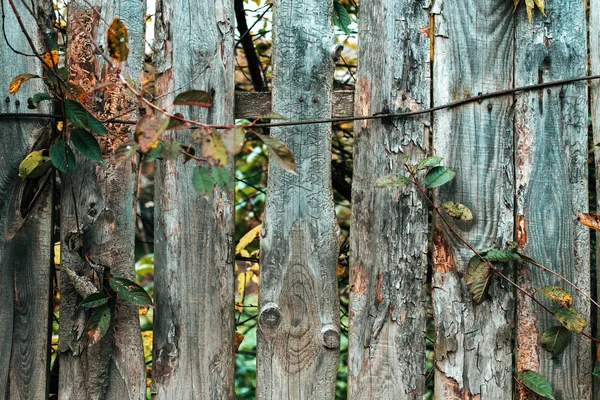 Sfondo in legno. Una recinzione sulla giornata autunnale nella natura. Vecchie assi di legno. Con foglie verdi sullo sfondo . — Foto Stock