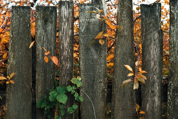 Houten hek. Oude grijze planken. Houten achtergrond. Een hek op een herfstdag in de natuur. Oude houten planken. Met blaadjes van de struiken groen oranje. — Stockfoto