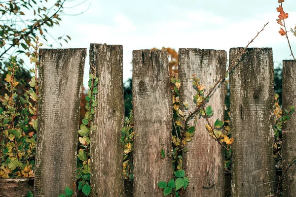 Houten hek. Oude grijze planken. Houten achtergrond. Een hek op een herfstdag in de natuur. Oude houten planken. Met blaadjes van de struiken groen oranje. — Stockfoto