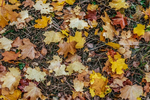 Hojas de otoño en el suelo, una variedad de flores, en la tarde de otoño amarillo verde plantas marrones . — Foto de Stock