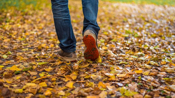 Bir adam yürüme durdurur. Kızlar kız. Sarı yaprakların arasında parkta niteliğine sıcak kızlar. Parlak renkler sonbahar park