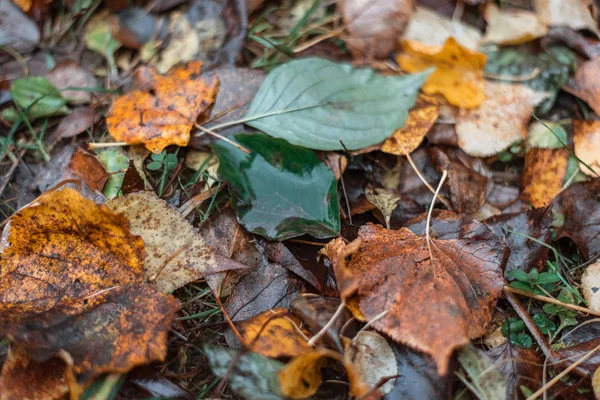 Hojas sucias en el suelo en el día de otoño en la ciudad . — Foto de Stock