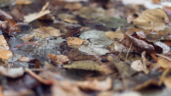 Foglie bagnate multicolori dopo una pioggia. Mungitura autunnale. Nella pozzanghera il fogliame è bagnato. Bellissimo sfondo di foglie a terra. Fogliame arancione marrone . — Foto Stock