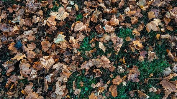 Beau fond de feuilles en automne, sur herbe verte tombées feuilles brunes d'arbres, en novembre la ville dans le parc . — Photo