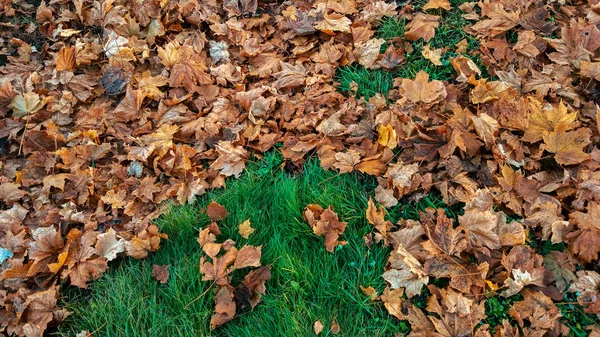 Beautiful leaf background in autumn, on green grass fallen brown leaves of trees, in November the city in the park.