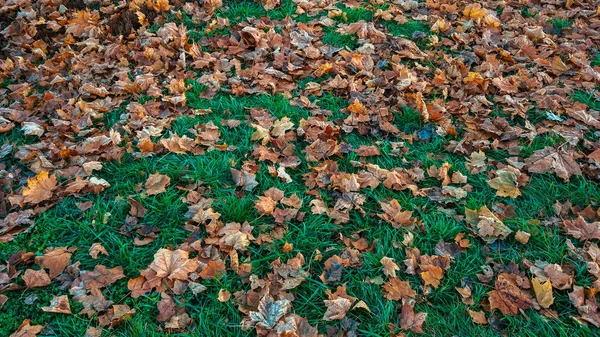 Hermoso fondo de hoja en otoño, sobre hierba verde hojas marrones caídas de árboles, en noviembre la ciudad en el parque . — Foto de Stock