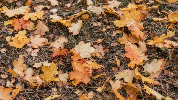 Hojas de otoño en el suelo, una variedad de flores, en la tarde de otoño amarillo verde plantas marrones . — Foto de Stock