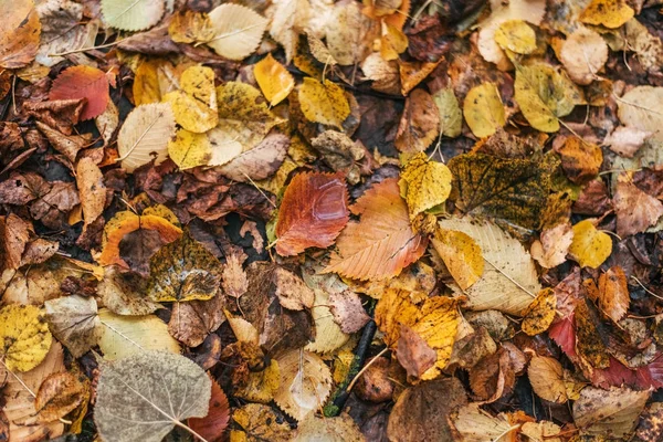 Hojas húmedas multicolores después de una lluvia. Ordeño de otoño. Gotas de agua en las hojas. Hermoso fondo de hojas en el suelo . — Foto de Stock