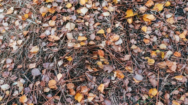 Bello fogliame bagnato di giorno dopo la pioggia da vicino . — Foto Stock