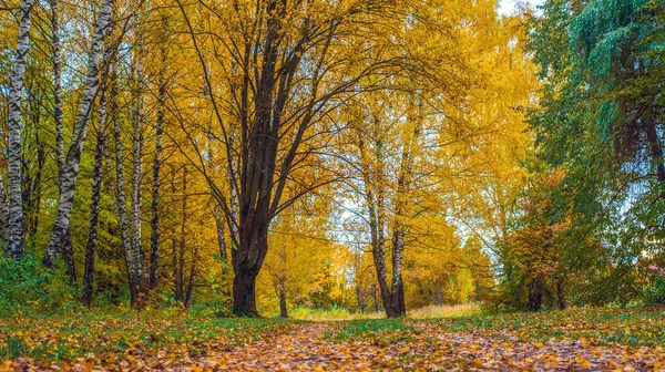 Herbstwald. schöner Hintergrund, Park in hellen Blättern. Straße im Wald an einem sonnigen Nachmittag. grüne und orangefarbene Natur Hintergrund nach dem Regen. Die Straße ist mit grünem Gras übersät. — Stockfoto