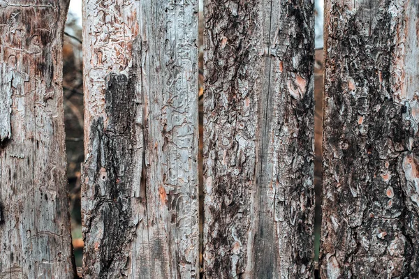 Figura insecto escarabajo corteza. Viejas tablas grises. Fondo de madera. Una cerca en un día de otoño en la naturaleza. Viejos tablones de madera . —  Fotos de Stock