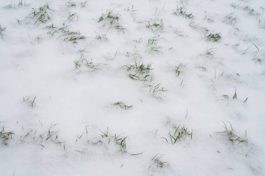 Kışın ilk karı parkta yeşil çim kaplı.