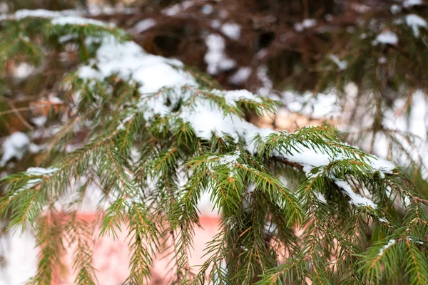 Närbild av en gren av ett grönt träd i snö. Vinterdag utanför i parken. — Stockfoto