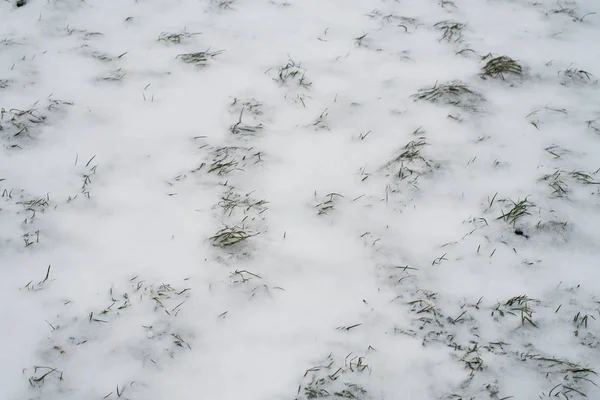 Зимой в парке зеленая трава покрыта белым снегом. Началась снежная буря . — стоковое фото
