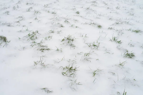 Зеленая трава, покрытая первым снегом в парке зимой . — стоковое фото