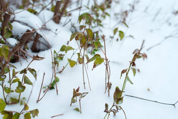 Yakın çekim yeşil çalılar. Kışın yapraklarda ilk kar düştü. — Stok fotoğraf