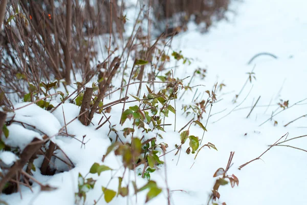 Крупный план зеленых кустов. Зимой на листья выпал первый снег. Трава, покрытая снегом в парке . — стоковое фото
