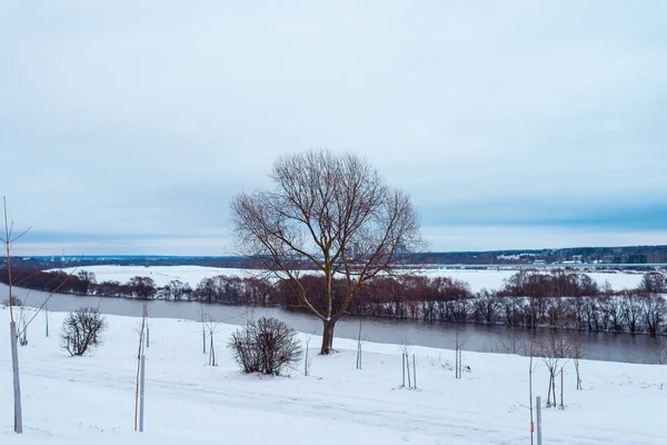 Sebuah pohon di tempat terbuka tertutup salju. Di kejauhan Sungai Oka. Trek berjalan di salju . — Stok Foto