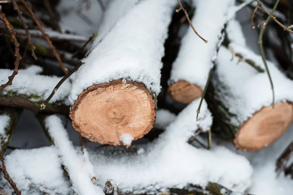 Ved i skogen är täckt av snö. På vintern, en närbild av sågade träd. — Stockfoto