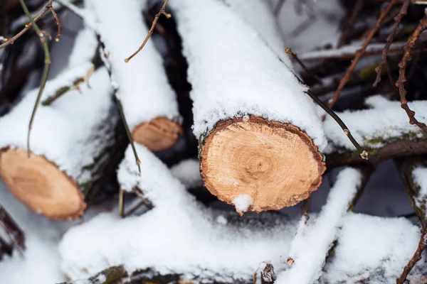 Ved i skogen är täckt av snö. På vintern, närbild av sågade träd. — Stockfoto