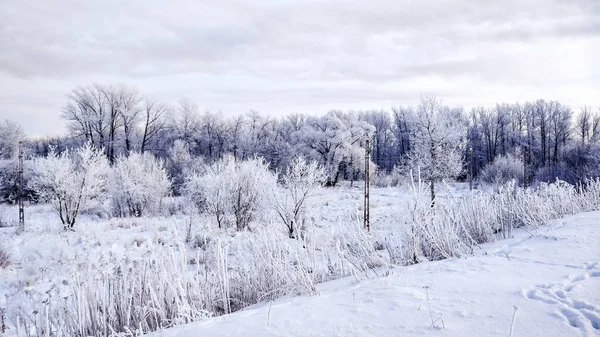 Hutan bersalju di salju putih musim dingin. Indah lanskap musim dingin di taman di sore hari . — Stok Foto