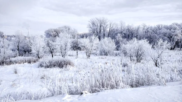 Hutan bersalju di salju putih musim dingin. Indah lanskap musim dingin di taman di sore hari . — Stok Foto