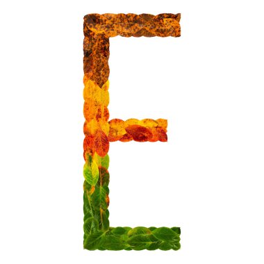 Sonbahar yaprakları beyaz arka plan üzerinde izole yaşayan çoklu katmanlar parlak mektup E. doğal yaprakları. Renkli karakter alfabe harf yazı tipi. Öğe doğa dekorasyon, tasarım yazıt için.